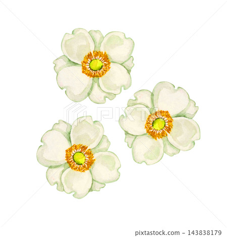 日本銀蓮花，秋季花卉，植物，水彩插圖 143838179
