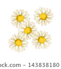 海邊雛菊，秋花，植物，水彩插圖 143838180