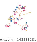 野生葡萄，秋季植物，果實，水彩插圖。 143838181