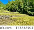 Tanada waiting for harvest 143838503