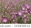 Cosmos swaying in the wind 143838512