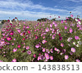 Cosmos cosmos shining in the autumn sky 143838513