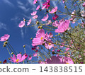 Cosmos shining in the blue sky 143838515