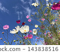 Cosmos shining in the blue sky 143838516