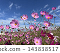 Cosmos shining in the autumn blue sky 143838517