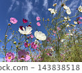 Cosmos cosmos shining in the autumn sky 143838518