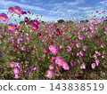 Cosmos cosmos shining in the autumn sky 143838519