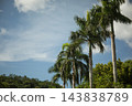 Tall palm trees reach towards a clear sky filled with fluffy clouds 143838789