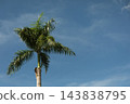 A palm tree stands tall against a bright sunny sky 143838795