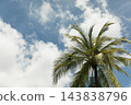 Lush green palm leaves touch the bright blue sky above 143838796