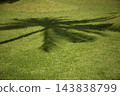 A large palm tree casts a distinct shadow on vibrant grass 143838799