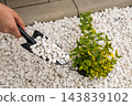 Across a gravel garden, a hand holding a black trowel filled with white pebbles works beside a small ornamental plant, closeup. Fingers grip a masonry scoop beside variegated foliage on a paved patio. 143839102