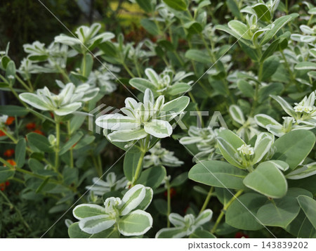 This is a close-up of a snow-on-the-mountain plant with white flowers. 143839202
