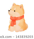 A color illustration of a Shiba Inu wearing a scarf [Transparent background] 143839203