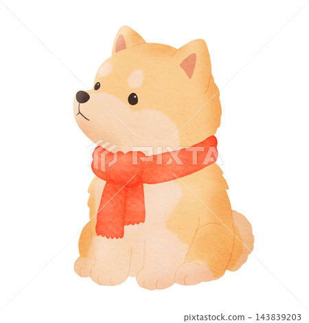 一幅柴犬戴著圍巾的彩色插圖[透明背景] 143839203
