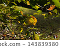 The arrival of autumn 143839380