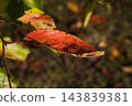 The arrival of autumn 143839381
