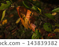 The arrival of autumn 143839382