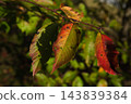 The arrival of autumn 143839384