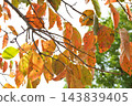 The arrival of autumn 143839405