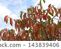 The arrival of autumn 143839406