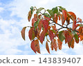 The arrival of autumn 143839407
