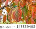 The arrival of autumn 143839408
