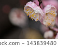 梅花露 ●D 0126● 修剪 143839480