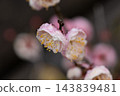 梅花露●D 0126●原品 143839481
