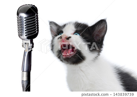 kitten during sings into a microphone isolated on a white background kitten during sings into a microphone isolated on a white background 143839739