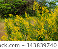 Yellow goldenrod flowers blooming in clusters in autumn fields (tall goldenrod, weed, invasive species, autumn scenery, natural landscape) 143839740