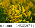 Yellow goldenrod flowers blooming in an autumn field (Tall goldenrod, close-up, weed, invasive species, hay fever, background) 143839741