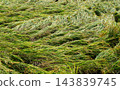 Rice plants in paddy fields flattened by typhoons and heavy rains (lodging, agricultural damage, typhoon damage, wind and flood damage, natural disaster, autumn paddy fields) 143839745