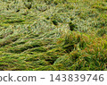 Rice plants in paddy fields flattened by typhoons and heavy rains (lodging, agricultural damage, typhoon damage, wind and flood damage, natural disaster, autumn paddy fields) 143839746