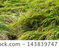 Rice plants in paddy fields flattened by typhoons and heavy rains (lodging, agricultural damage, typhoon damage, wind and flood damage, natural disaster, autumn paddy fields) 143839747