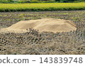 Rice husks piled high in a rice field after harvest (rice husks, pile of rice husks, after harvest, tree stump, autumn rural landscape, farm work) 143839748
