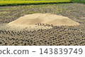 Rice husks piled high in a rice field after harvest (rice husks, pile of rice husks, after harvest, tree stump, autumn rural landscape, farm work) 143839749