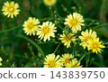 Yellow flowers of the Yakushisou plant blooming in an autumn field (Yakushisou, wild flower, wild grass, weed, Asteraceae family, a symbol of autumn, background blur) 143839750