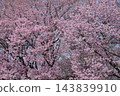 盛開的櫻花 143839910