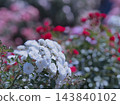 晨曦中，白玫瑰閃耀著光芒 143840102