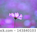 波斯菊花對光透明 143840103