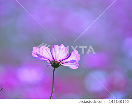 波斯菊花對光透明 波斯菊花對光透明 143840103