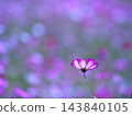 一朵美麗的波斯菊 143840105