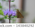 一隻艦長蝶在秋季花園裡盛開的紫色雛菊中吸食花蜜 143840292