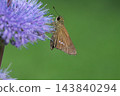 一隻艦長蝶在秋季花園裡盛開的紫色雛菊中吸食花蜜 143840294