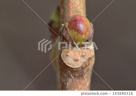 溲疏的葉痕和萌芽 溲疏的葉痕和萌芽 143840318