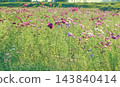 Scenery with cosmos 143840414