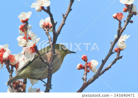一隻日本繡眼鳥在梅花上尋找花蜜 143840471