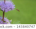 一隻食蚜蠅在秋日花園裡盛開的紫色菊花間飛舞。 143840747