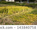 大分縣田田秋天的風景 143840758
